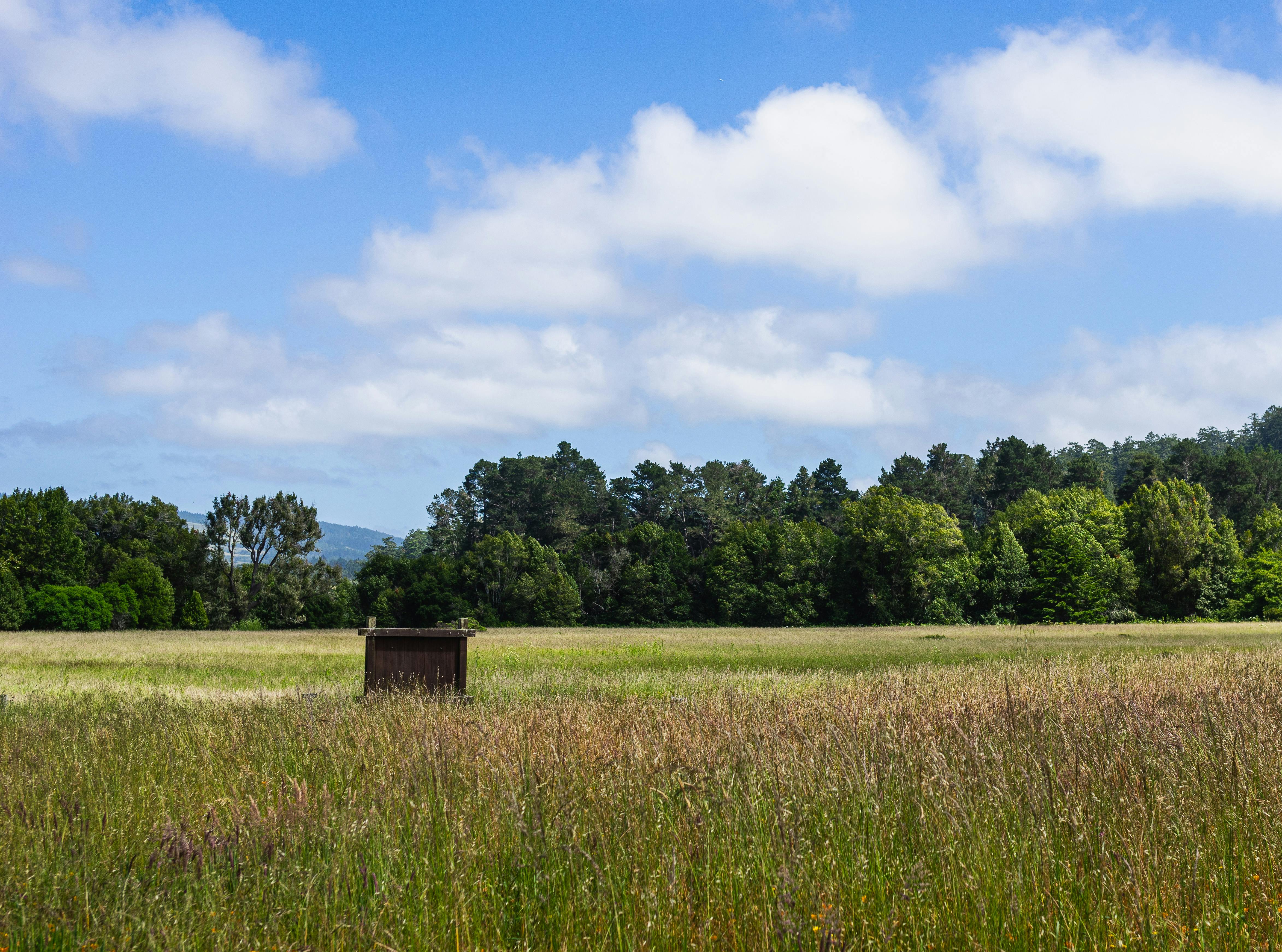 Grüne Wiese mit Bäumen